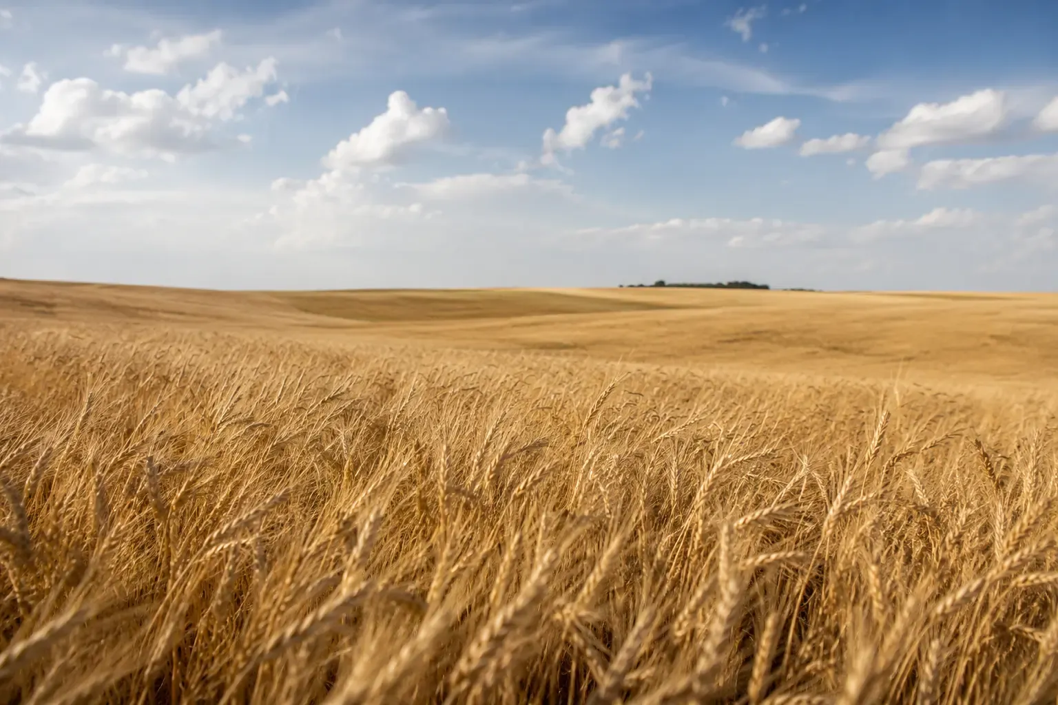 Ripe wheat field under a wide Nebraska Panhandle sky
